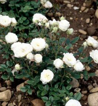 Zwergrose �WHITE� 10-15 cm, Cont. 1,4 l