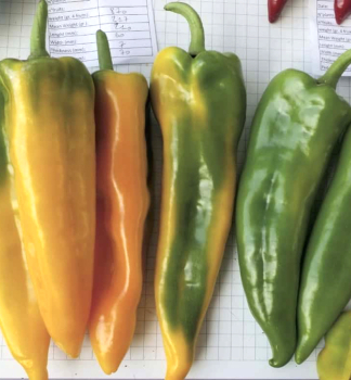 Paprika �LIBECCIO F1�, Packung mit 6 Pflanzen