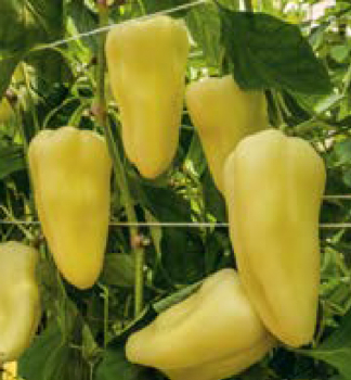 Paprika 'BLANQUE F1', Packung mit 6 Pflanzen