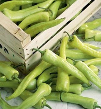 Paprika �SIGARETTA BIONDO� Packung mit 6 Pflanzen