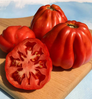 Tomate �CANESTRINO F1�, Cont. 0,5 l