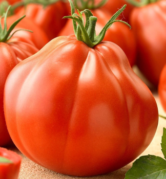 Tomate �SILVANO F1�, Cont. 0,5 l