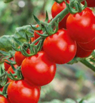 Tomate 'DOLCEPASSIONE F1' Cont. 0,5 l