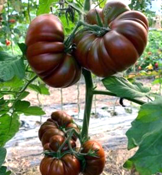 Tomate �CAPPUCCINO�, Cont. 0,5 l