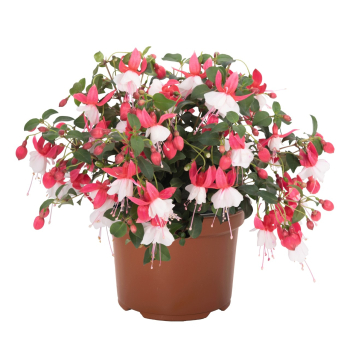 Fuchsia �BALLERINA� BALOON�, Cont. 0,5 l