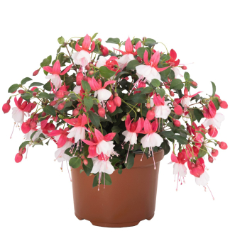 Fuchsia �BALLERINA� BALOON�, Cont. 0,5 l