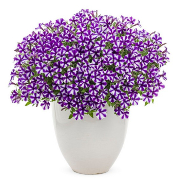 Petunie �SUPERTUNIA� MINI VISTA VIOLET STAR�, Cont. 0,5 l