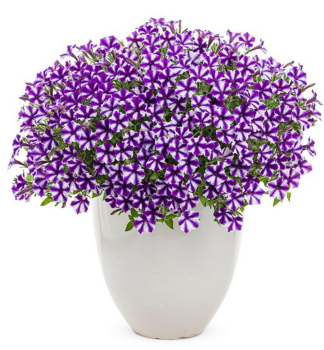 Petunie �SUPERTUNIA� MINI VISTA VIOLET STAR�, Cont. 0,5 l