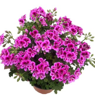 Englische Geranie �ANGELS PERFUME� LAVENDER�, Cont. 0,5 l