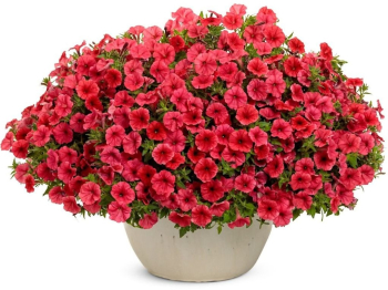 Petunie �SUPERTUNIA� MINI VISTA CORAL�, Cont. 0,5 l