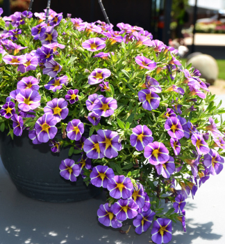 Mini-Petunie �COLIBRI� PURPLE BLING�, Cont. 0,5 l