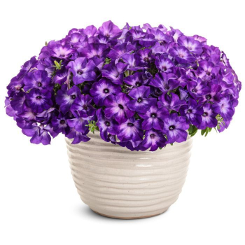 Petunie �SUPERTUNIA� VISTA BLUE MOON�, Cont. 0,5 l