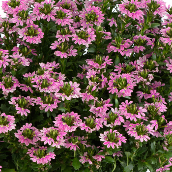 F�cherblume �TOUCH� BABY PINK�, Cont. 0,5 l