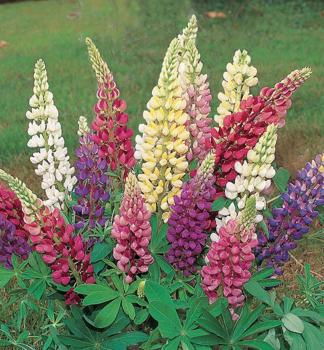 Lupine �GALLERY MIX�, Cont. 1 l