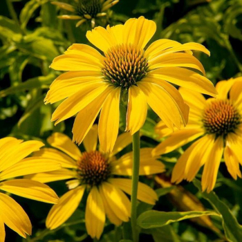 Sonnenhut (Echinacea) �PAPALLO� CLASIC DEEP YELLOW Impr.� Cont. 2,4 l