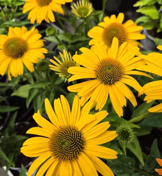 Sonnenhut (Echinacea) �PAPALLO� CLASIC DEEP YELLOW Impr.� Cont. 2,4 l