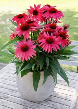 Sonnenhut (Echinacea) �PAPALLO� CLASIC PURPLE ON BLACK� Cont. 2,4 l