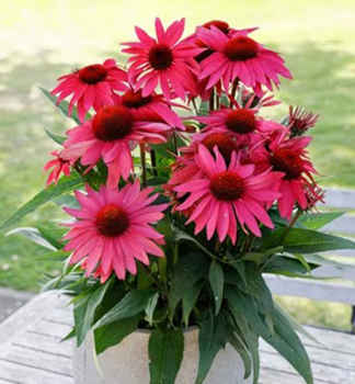Sonnenhut (Echinacea) �PAPALLO� CLASIC PURPLE ON BLACK� Cont. 2,4 l