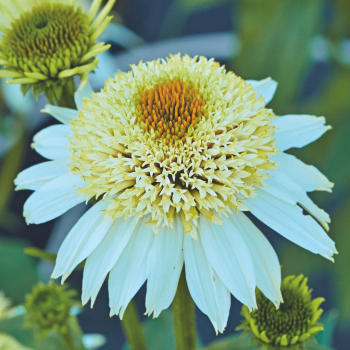 Sonnenhut (Echinacea) �PAPALLO� SEMI DOUBLE WHITE Impr.� Cont. 2,4 l