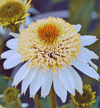 Sonnenhut (Echinacea) �PAPALLO� SEMI DOUBLE WHITE Impr.� Cont. 2,4 l
