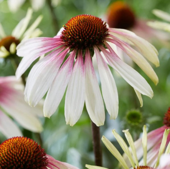 Sonnenhut (Echinacea) �UNICA� CHERRY ON ICE�, Cont. 4,6 l