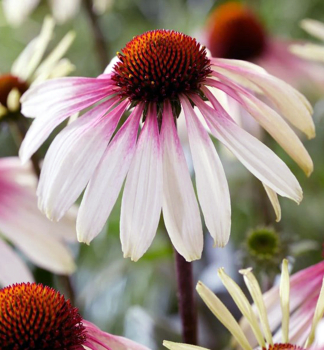 Sonnenhut (Echinacea) �UNICA� CHERRY ON ICE�, Cont. 4,6 l