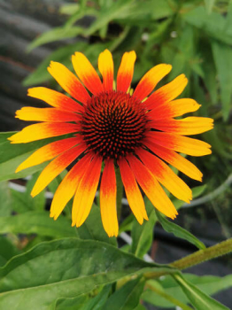 Sonnenhut (Echinacea) �UNICA� YELLOW RED CENTER�, Cont. 2,4 l