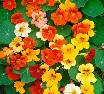 Kapuzinerkresse, Packung mit 4 Pflanzen