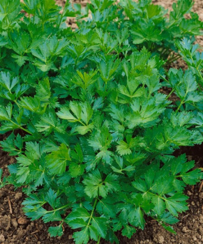 Echter Sellerie, Packung mit 6 Pflanzen