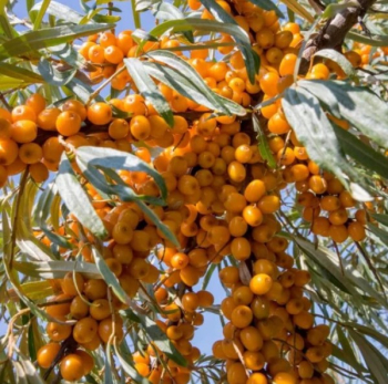 Sanddorn �ANANASN�� 40-50 cm, Cont. 2,5 l - weibliche Zuchtsorte