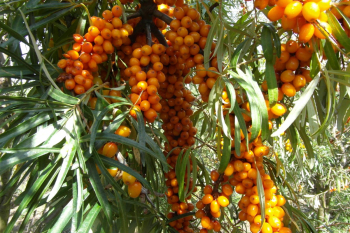 Sanddorn �AUGUSTINKA� 30-40 cm, Cont. 2,5 l - weibliche Zuchtsorte