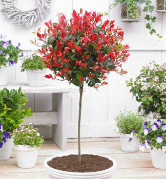 Glanzmispel RED ROBIN auf Stamm 80 cm, Cont. 15 l