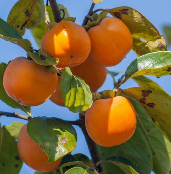 Kakibaum �RANGO� 180-200 cm, Cont. 9,5 l