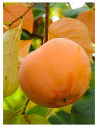 Kakibaum �SHARON� 170-200 cm, Cont. 9,5 l