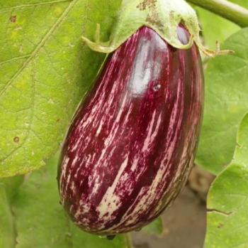 Aubergine �LUCILLA F1�, Cont. 0,5 l