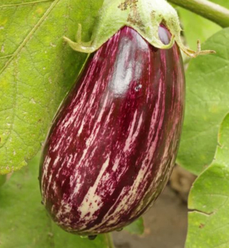 Aubergine �LUCILLA F1�, Cont. 0,5 l