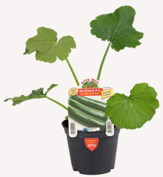 Zucchini �ICONA F1�, Cont. 0,5 l