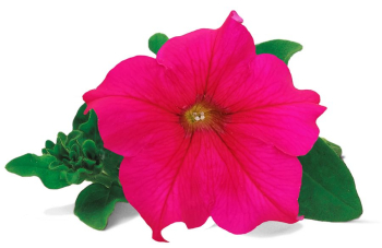 Petunie 'WONDERFALL� HOT PINK', Cont. 0,5 l