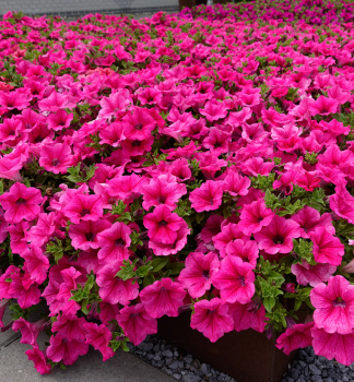 Petunie 'WONDERFALL� HOT PINK', Cont. 0,5 l
