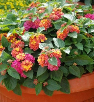 Wandelr�schen �BUSHY ORANGE MAGENTA�, Cont. 0,5 l