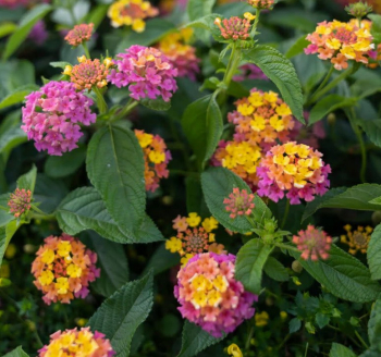 Wandelr�schen �TROPICAL TWIST�, Cont. 0,5 l