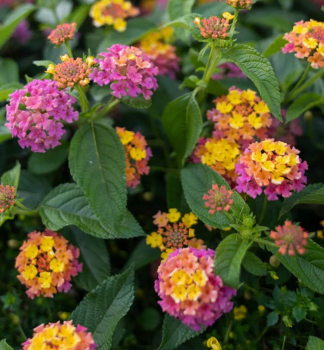 Wandelr�schen �TROPICAL TWIST�, Cont. 0,5 l