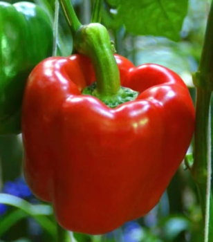 Gro�fr�chtiger Paprika �GAGIO F1� Packung mit 6 Pflanzen