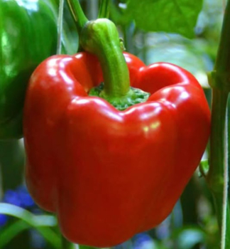 Gro�fr�chtiger Paprika �GAGIO F1� Packung mit 6 Pflanzen