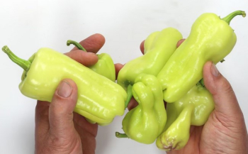 Paprika �MANTOVANO� Packung mit 6 Pflanzen