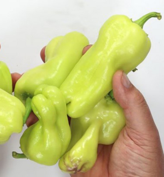 Paprika �MANTOVANO� Packung mit 6 Pflanzen