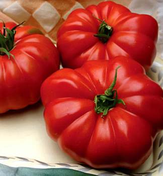 Tomate 'COSIMO F1', Cont. 0,5 l