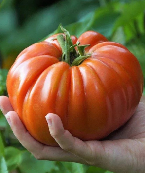 Tomate 'BIG PATATA F1', Cont. 0,5 l