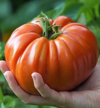 Tomate 'BIG PATATA F1', Cont. 0,5 l