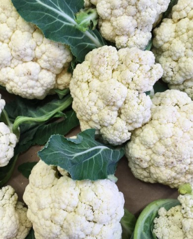 Blumenkohl �DELTA F1� Packung mit 6 Pflanzen